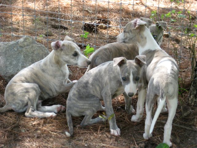whippet puppies for sale